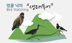 bird watching